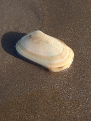 Amarilladesma mactroides