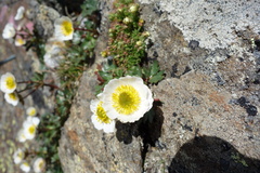 Ranunculus glacialis