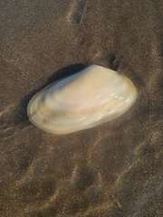 Amarilladesma mactroides