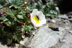 Ranunculus glacialis