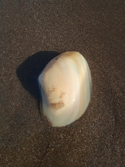 Amarilladesma mactroides