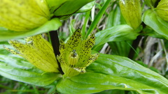 Gentiana punctata