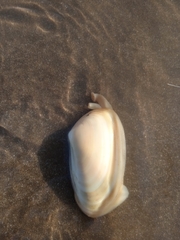 Amarilladesma mactroides