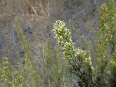 Baccharis linearis