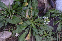 Capsella grandiflora