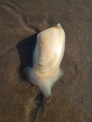 Amarilladesma mactroides