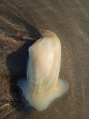 Amarilladesma mactroides