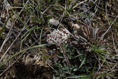 Lomatium orientale