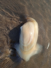 Amarilladesma mactroides