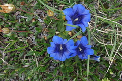 Gentiana clusii