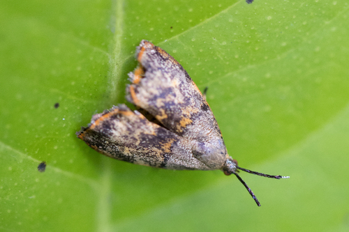 Rhobonda gaurisana