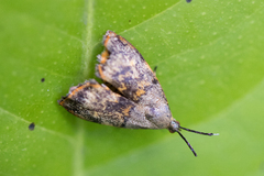 Rhobonda gaurisana
