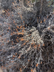 Eriogonum panamintense