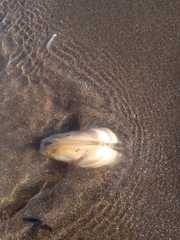 Amarilladesma mactroides