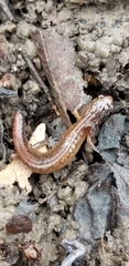 Plethodon websteri