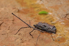 Cladomorphus trimariensis