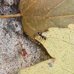 Nylanderia bourbonica