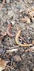 Plethodon websteri