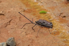 Cladomorphus trimariensis