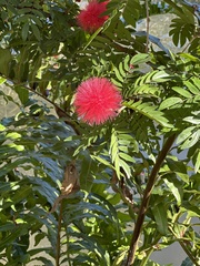 Calliandra haematocephala
