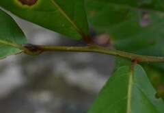 Cryptocarya hypospodia