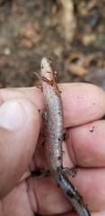Plethodon websteri