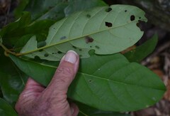 Cryptocarya hypospodia