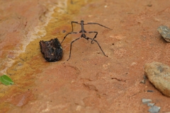 Cladomorphus trimariensis