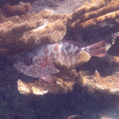 Heteropriacanthus cruentatus