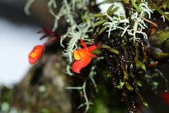 Fernandezia subbiflora