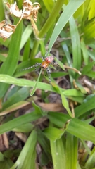 Alpaida gallardoi