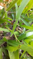Alpaida gallardoi