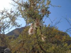 Adesmia confusa