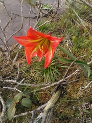 Hippeastrum