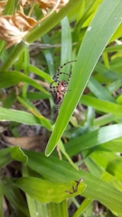 Alpaida gallardoi