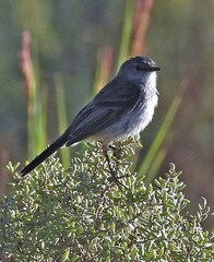 Serpophaga nigricans