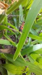 Alpaida gallardoi