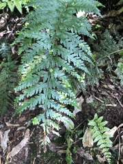 Asplenium bulbiferum