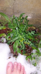 Plantago lanceolata