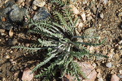 Chaenactis douglasii