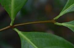 Salacia disepala