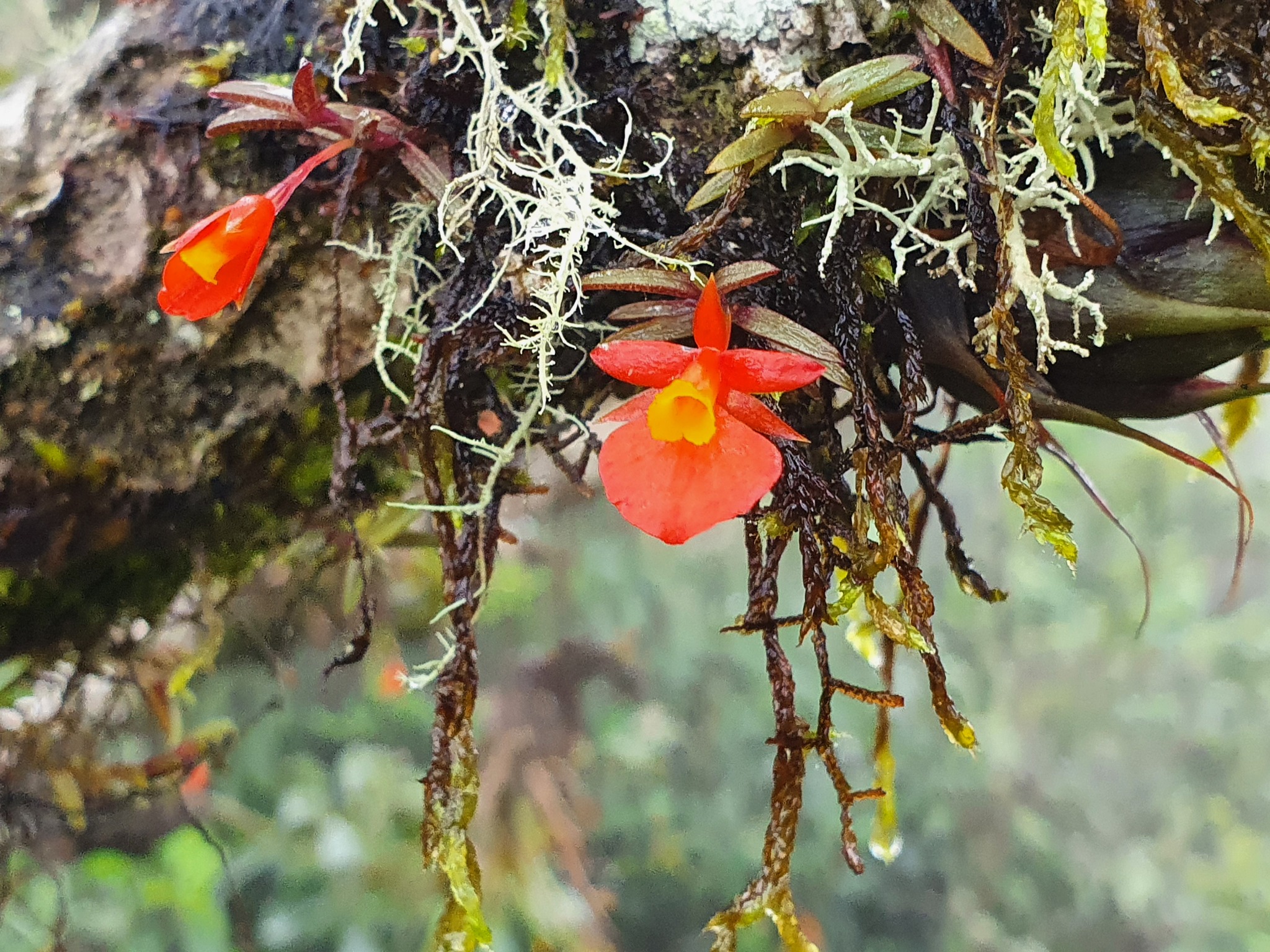 Fernandezia subbiflora image