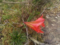 Hippeastrum