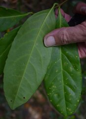 Salacia disepala