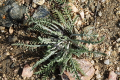 Chaenactis douglasii