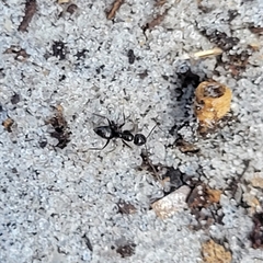Nylanderia bourbonica