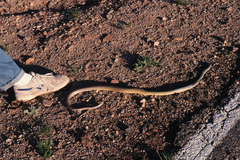 Masticophis bilineatus