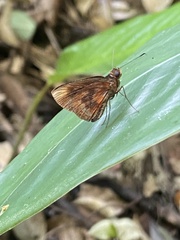 Miltomiges cinnamomea