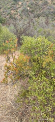 Tristerix corymbosus