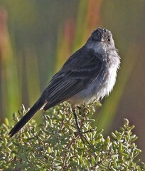 Serpophaga nigricans
